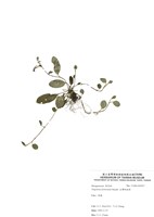 藏品(臺灣附地草)的圖片